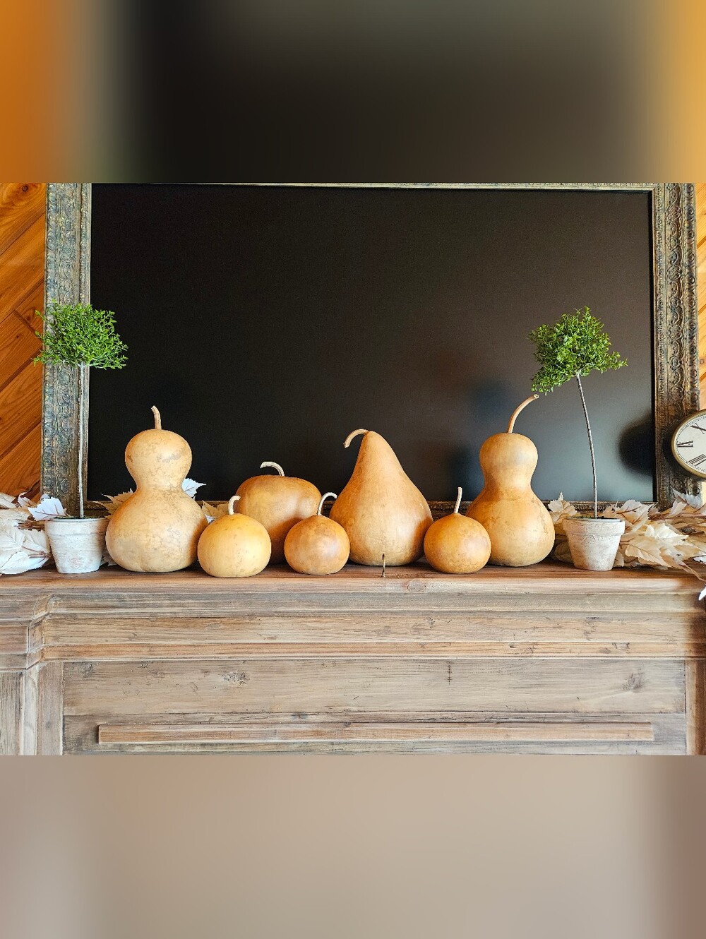 Natural Dried Gourds Set Of 7 Pieces For Fall And Halloween Decor